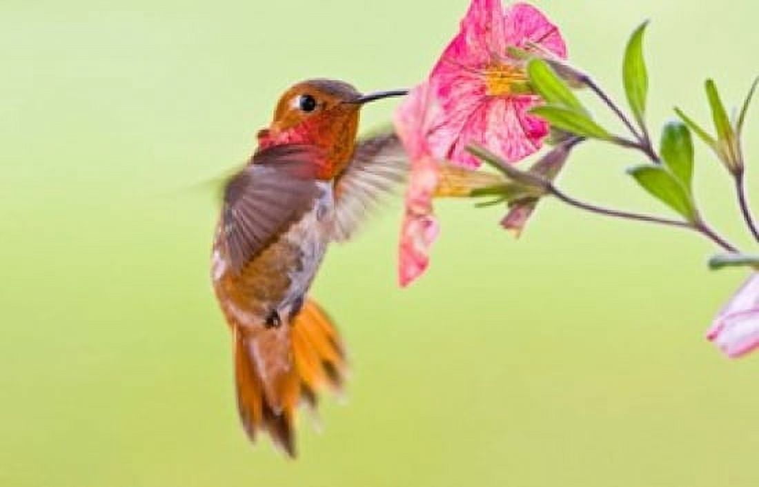 Rufous Hummingbird feeding in a flower garden British Columbia Canada Canvas Art - Larry Ditto DanitaDelimont (26 x 17)
