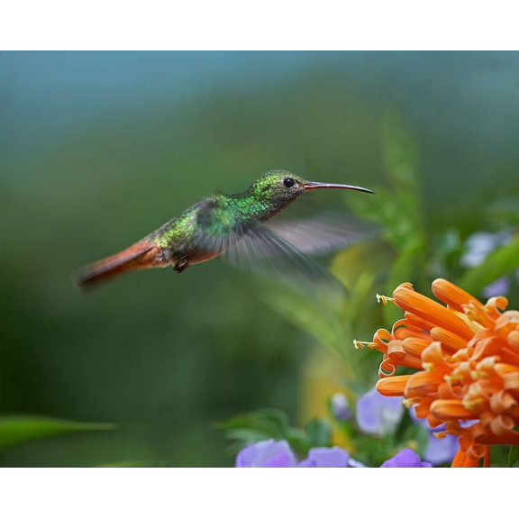 Rufous Tailed Hummingbird at Flame Vine by Tim Fitzharris
