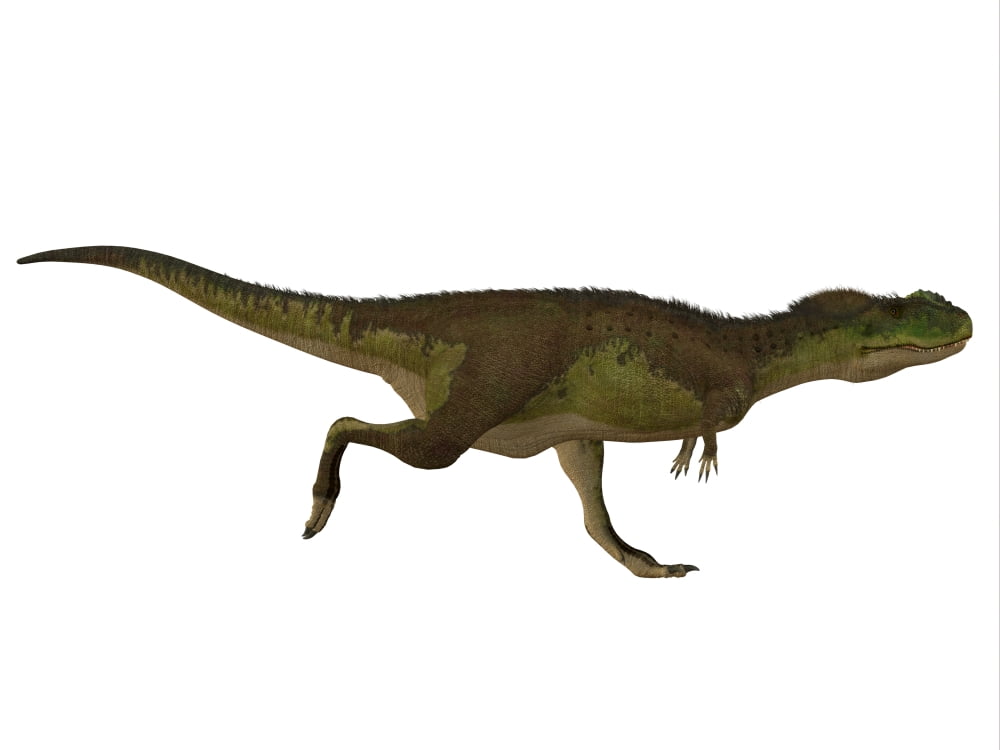 Rugops dinosaur side view Canvas Art - Corey FordStocktrek Images (33 x 25)