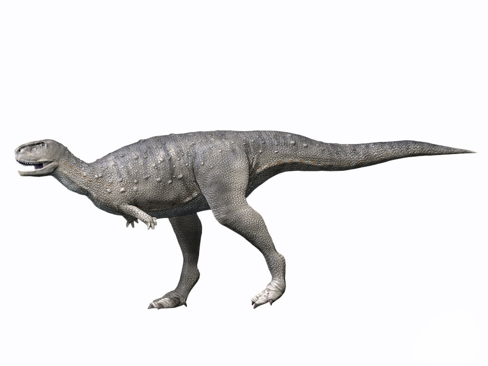 Rugops primus Late Cretaceous of Niger Canvas Art - Nobumichi TamuraStocktrek Images (17 x 13)