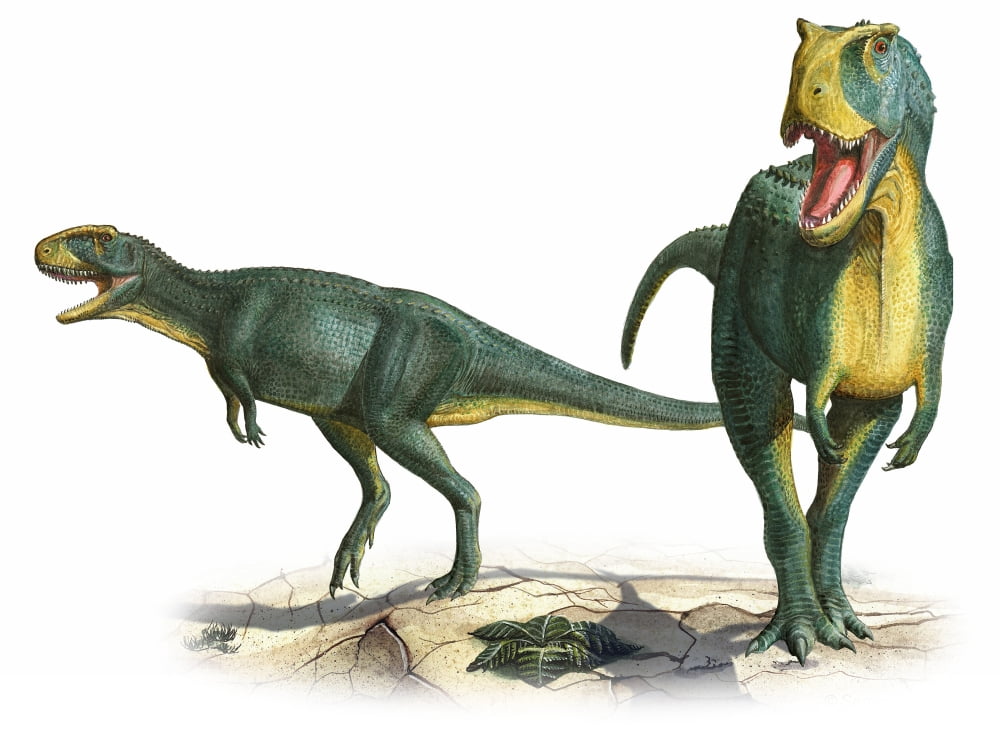 Rugops primus a prehistoric era dinosaur Canvas Art - Sergey KrasovskiyStocktrek Images (33 x 24)