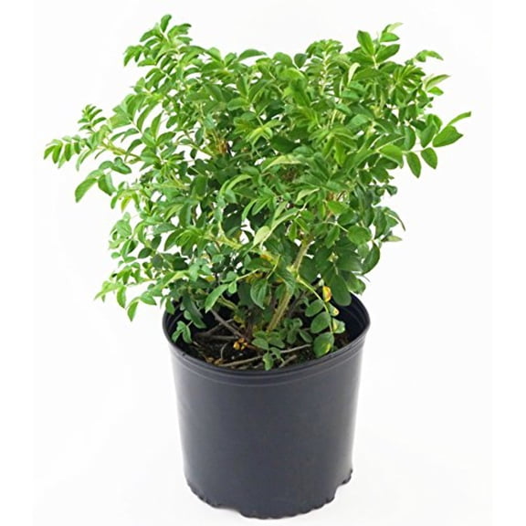 Rugosa Rose | 2 Gallon Container Size