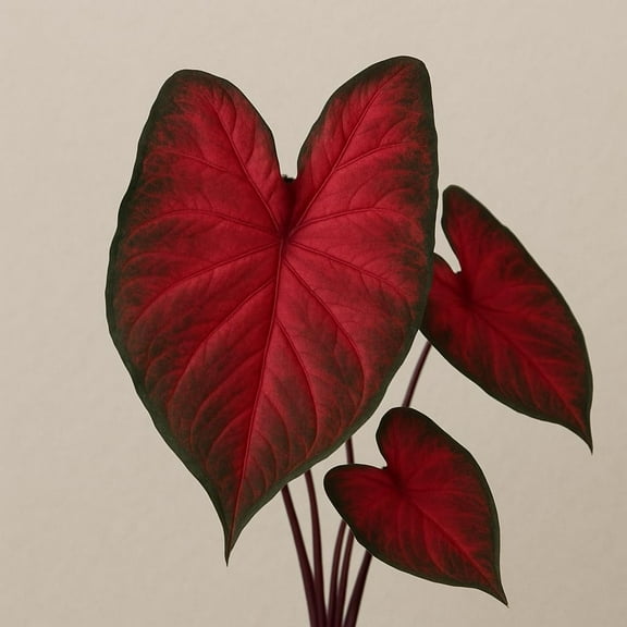 Rumbling Red Caladium Bulbs, Fancy Color, Spring Planting, Perennial Hosta (15 Bulbs)