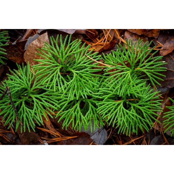 Running Cedar Plants for Growing  Evergreen Groundcover with Soft, Fern-Like Texture - Fan Clubmoss - Grow Your Own Christmas Decor - Seedlings to Plant Your Own (5 Plants)