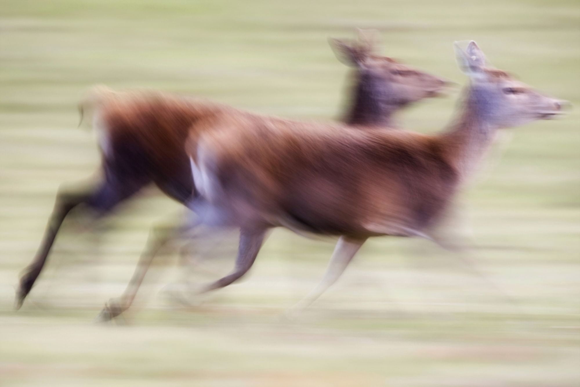 Running Deer Canvas Art - John Short Design Pics (36 x 24)