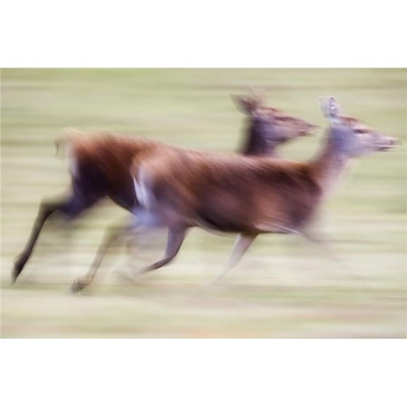Running Deer Poster Print by John Short - 36 x 24 - Large