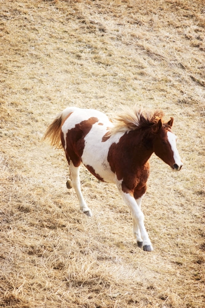 Running Horse Canvas Art - Richard Wear Design Pics (11 x 17)
