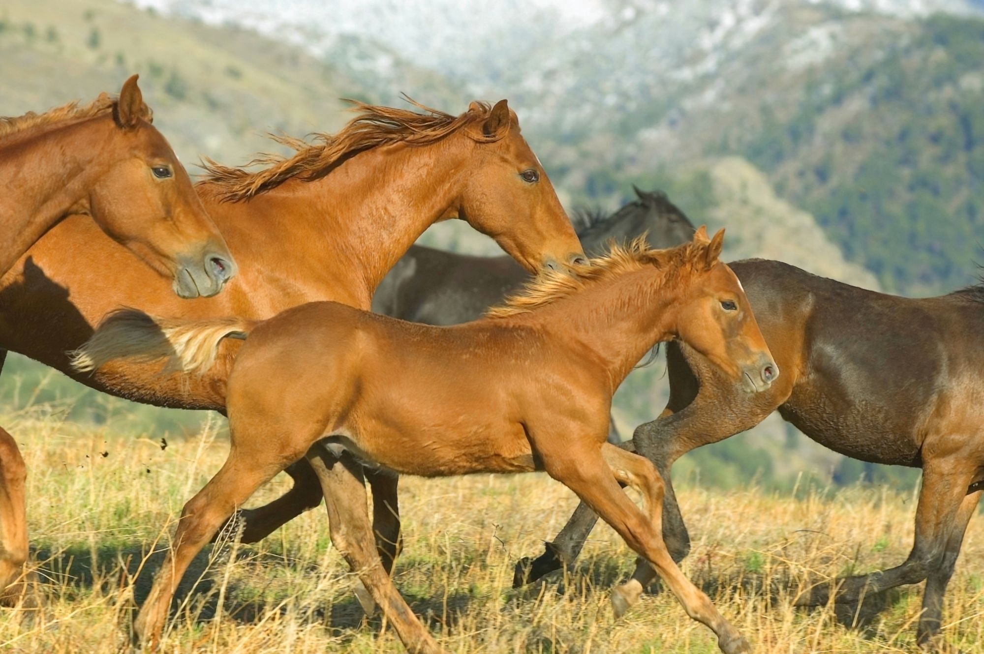 Running Horses Canvas Art - John Pitcher Design Pics (34 x 22)