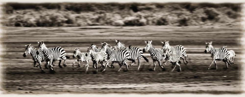 Running Zebras Serengeti National Park Tanzania Africa Canvas Art - Carson Ganci Design Pics (24 x 9)