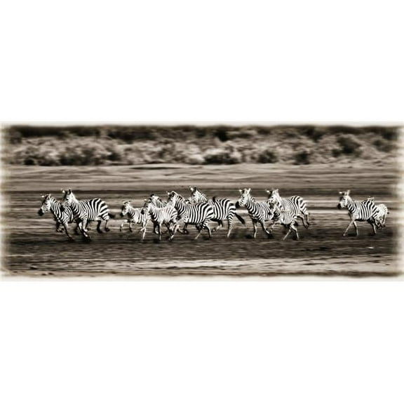 Running Zebras Serengeti National Park Tanzania Africa Poster Print by Carson Ganci, 36 x 14 - Large