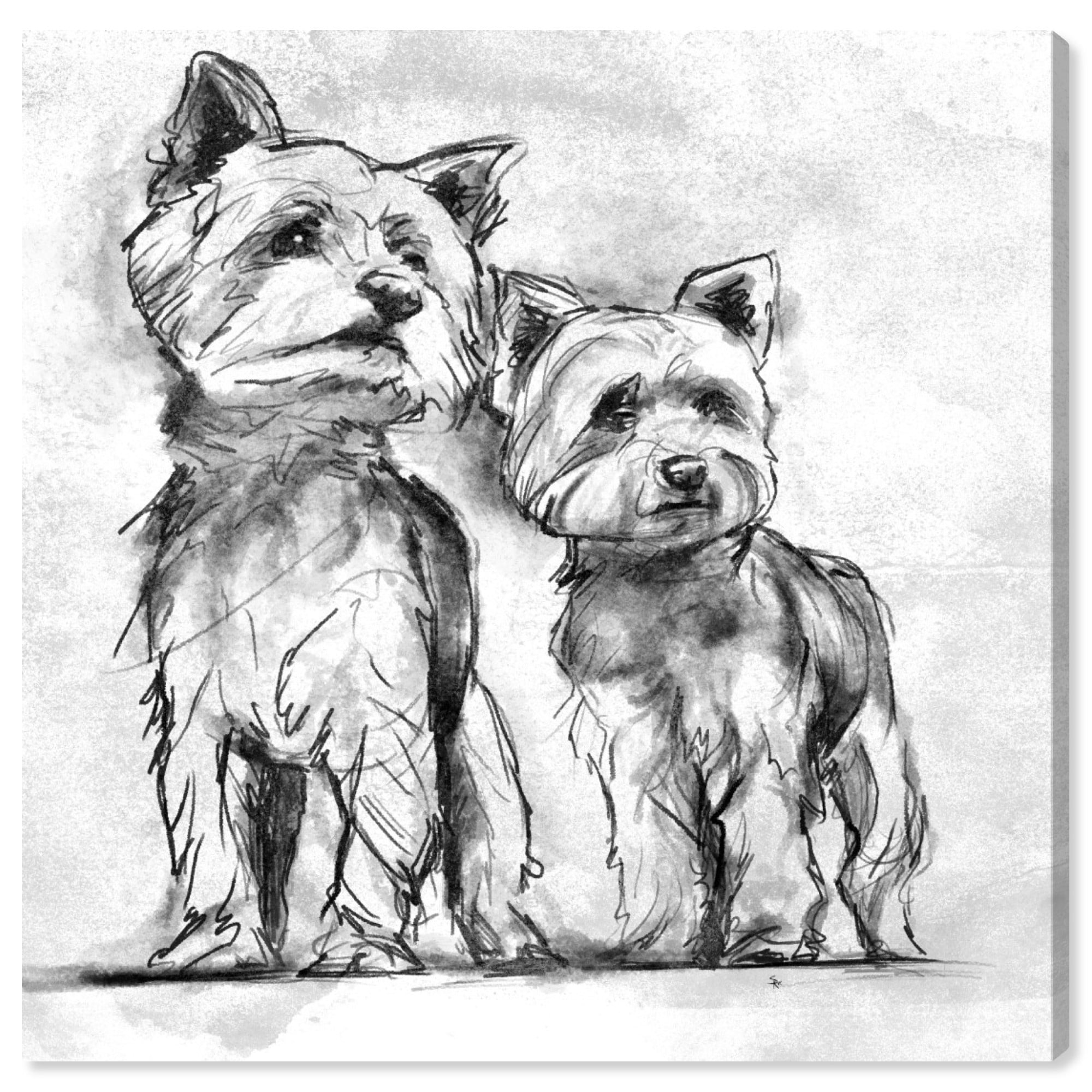 White And Black Yorkies