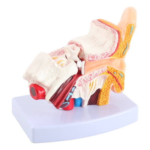 Rupoun Ear Model Anatomy 1.5:1 Magnified Scientific Professional Simulation Small Human Anatomy Model, Outer Middle Inner Ear Educational Science Tool, 5.12 inches / 13 cm
