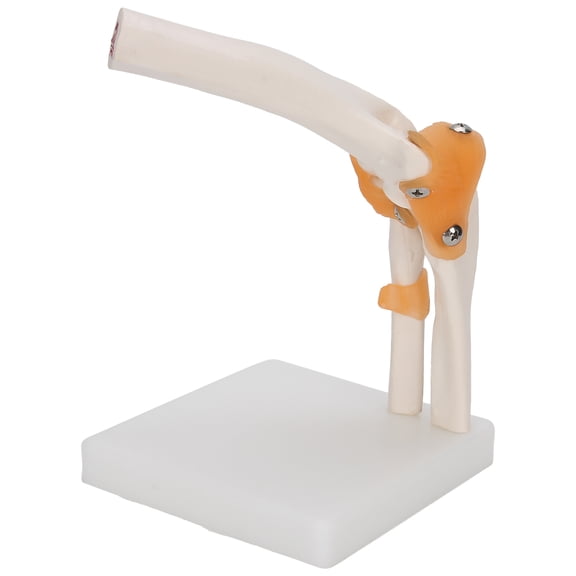 Rupoun Elbow Joint Model Life Size Accurate Human Skeleton Anatomy Teaching Tool with Flexible Joints and Base for Medical Study Display 7.5 inches / 19 cm