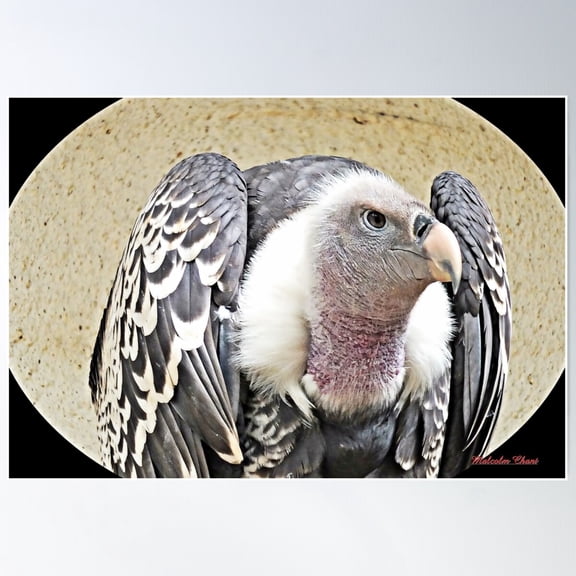 "Ruppells Vulture" Poster Wall Art, Modern Wall Decor For Living Room Bedroom, 16x24 UNFRAMED