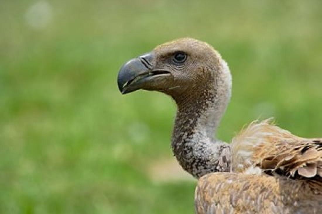 Ruppells Vulture Serengeti National Park Tanzania Canvas Art - Adam Jones DanitaDelimont (35 x 23)