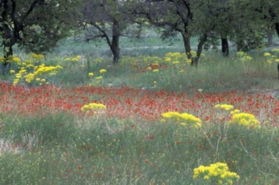 Rural Landscape and Wildflowers Cappadocia Turkey Canvas Art - Art Wolfe DanitaDelimont (27 x 18)