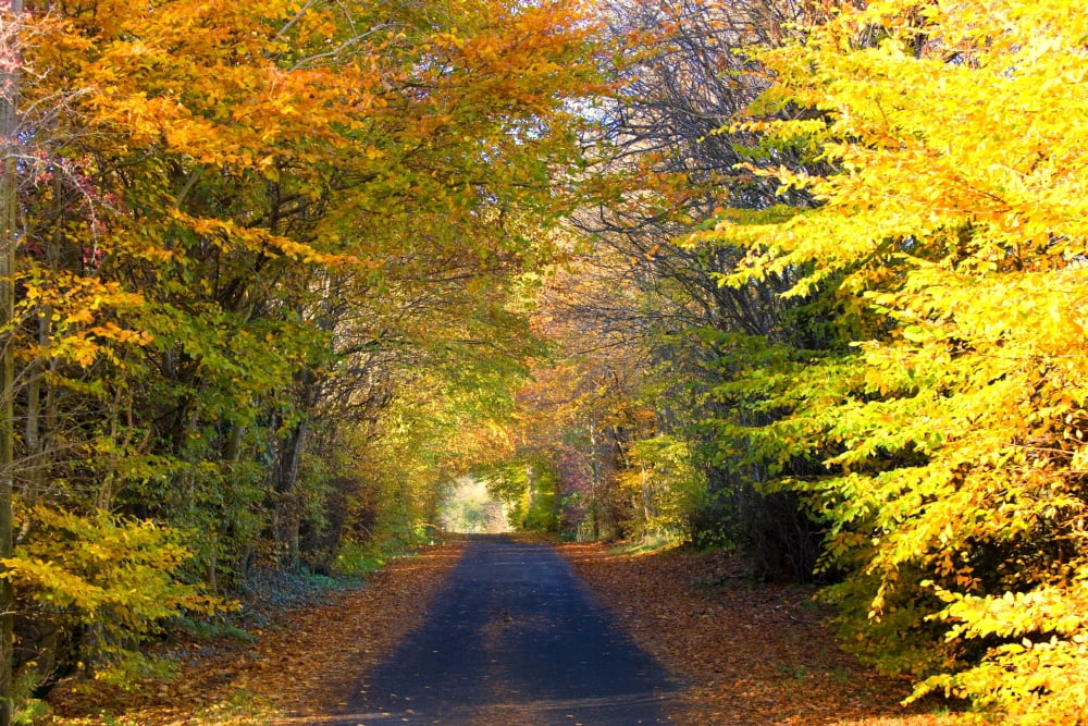 Rural Road Argyll And Bute Scotland Canvas Art - John Short Design Pics (36 x 24)