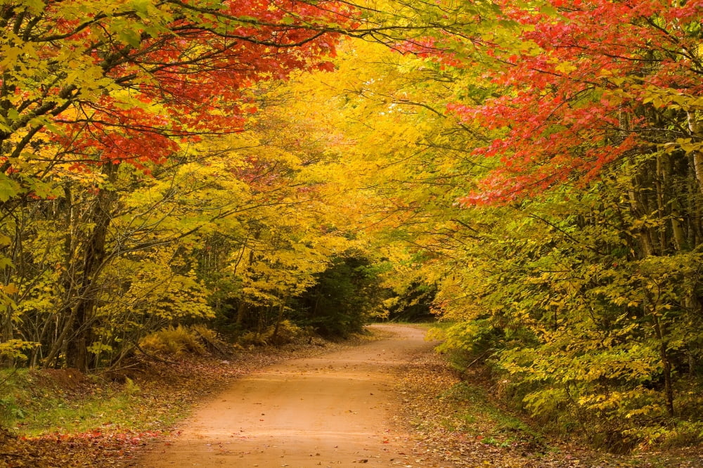 Rural Road In Autumn Churchill Prince Edward Island Canvas Art - John Sylvester Design Pics (17 x 11)