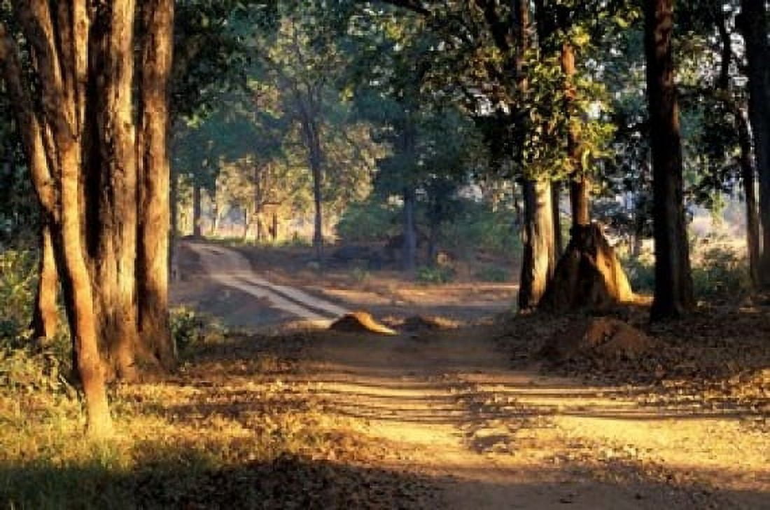 Rural Road Kanha National Park India Canvas Art - Art Wolfe DanitaDelimont (18 x 12)