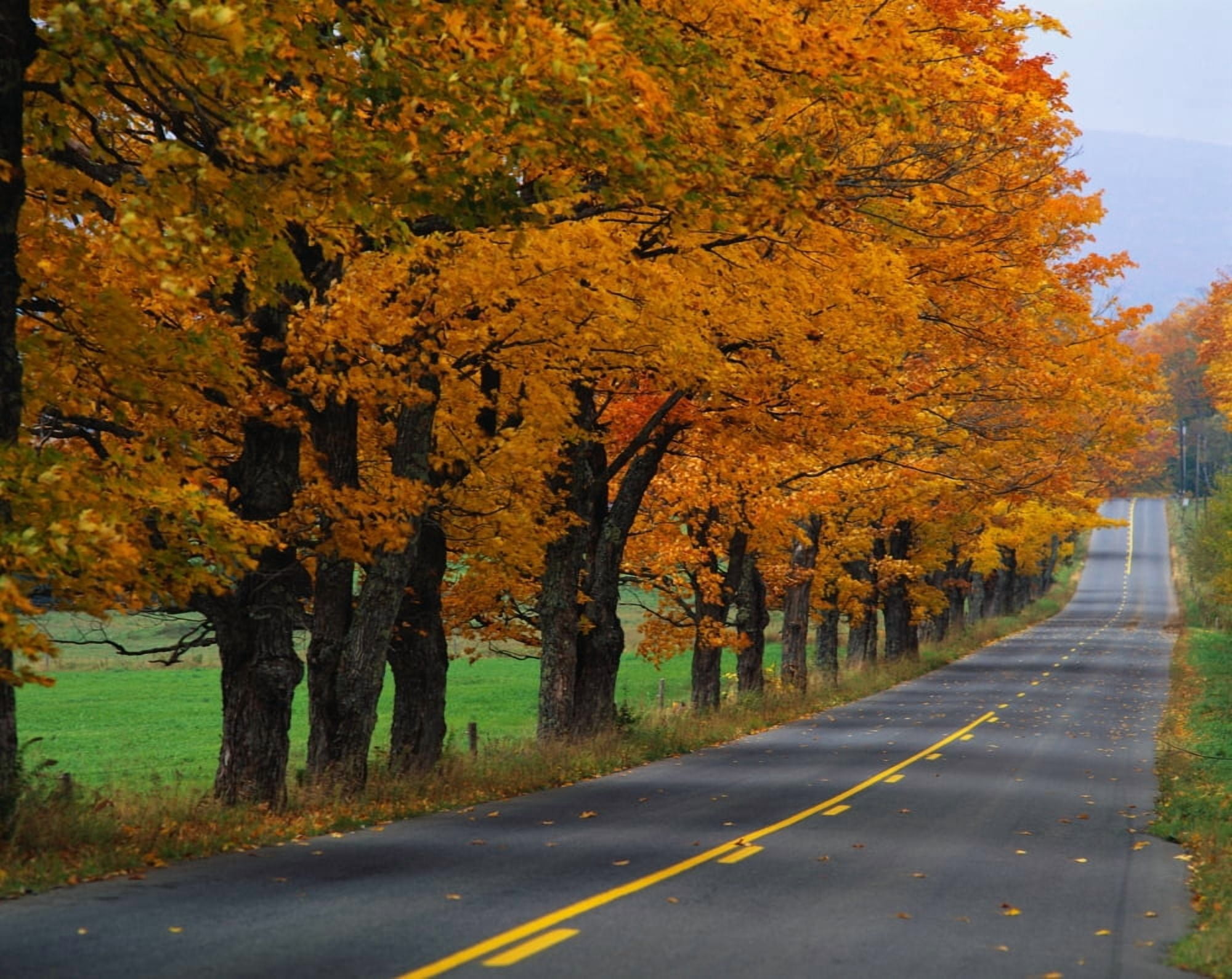 Rural Road in Autumn Canvas Art - Panoramic Images (12 x 36)