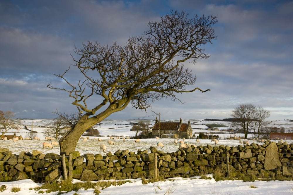Rural Scene North Yorkshire England Uk Canvas Art - John Short Design Pics (18 x 12)