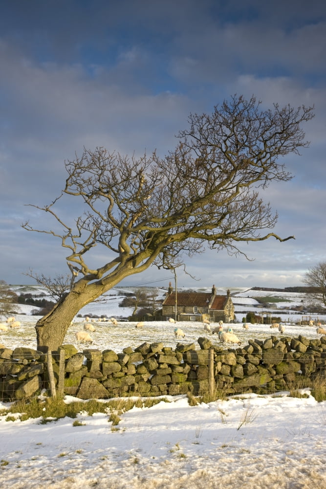 Rural Scene North Yorkshire England Uk Canvas Art - John Short Design Pics (24 x 36)