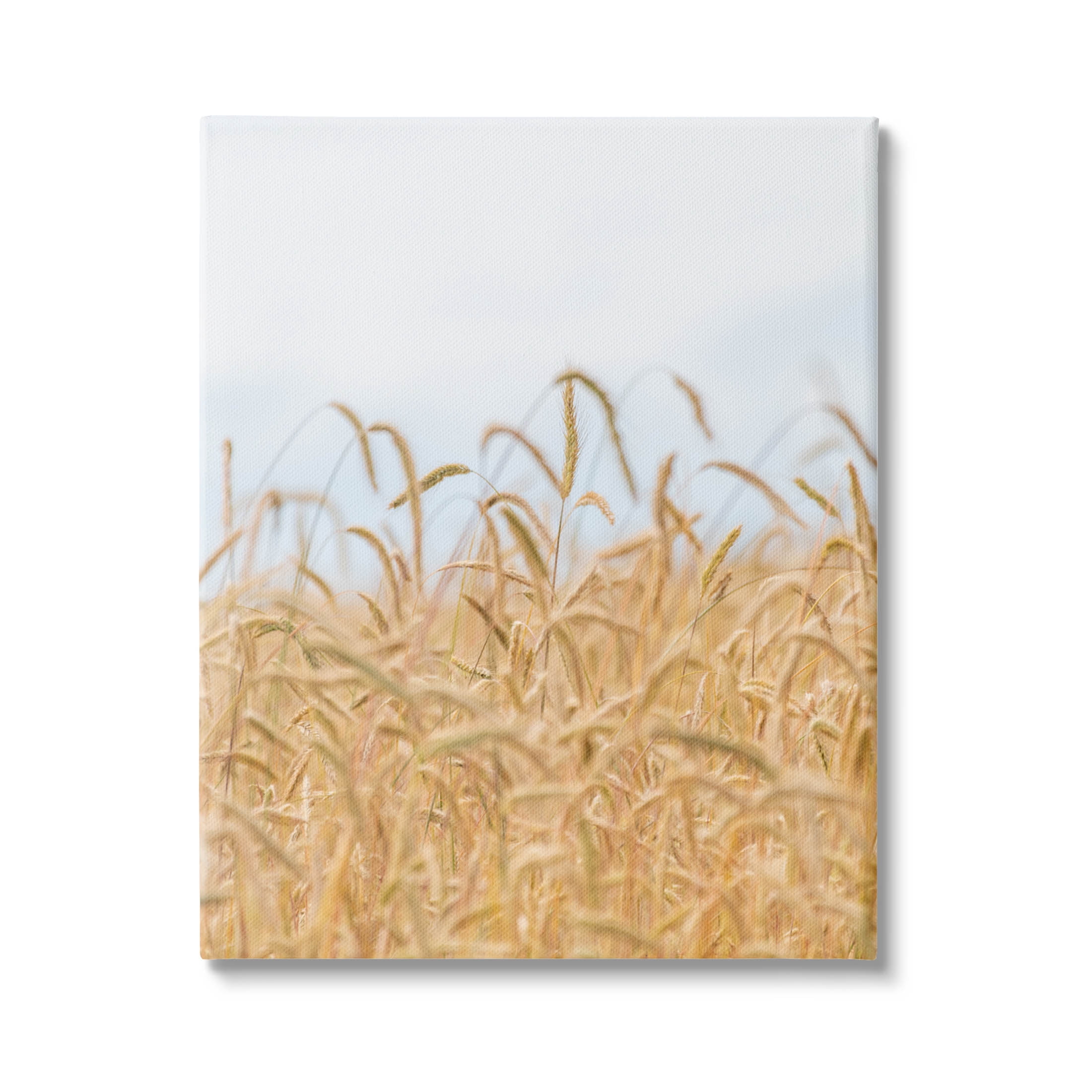 Rural Wheat Field Crops Landscape Photograph Gallery Wrapped Canvas Print Wall Art