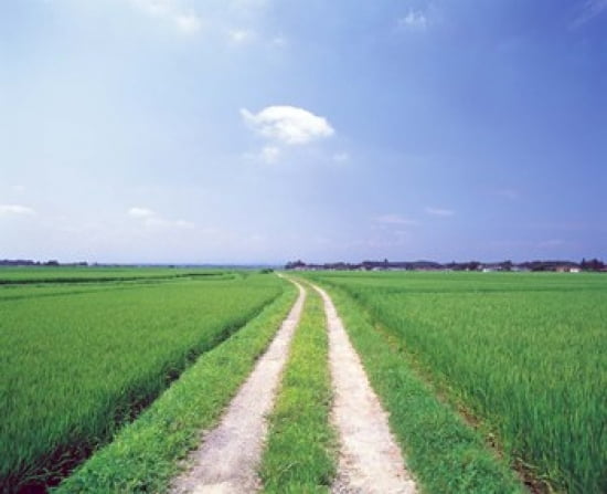 Rural road between crop fields Canvas Art - Panoramic Images (24 x 20)
