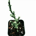 thumbnail image 1 of Ruschia Uncinata 'Doringvygie' Succulent Live Plant 2 Inch for Indoor Outdoor Home Office Garden Decor, 1 of 6