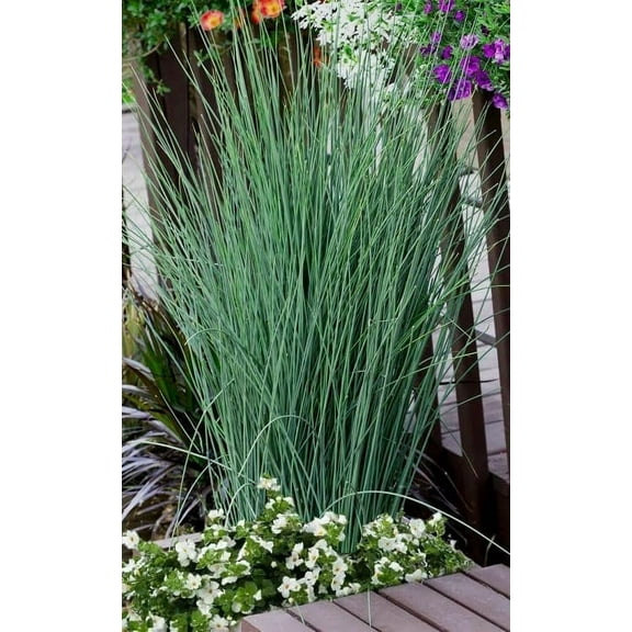 Rush Grass Blue Arrow  3 Extra Large 3 Gallon Plants  Juncus inflexus  Vibrant Landscape Accent  Hardy Garden Addition