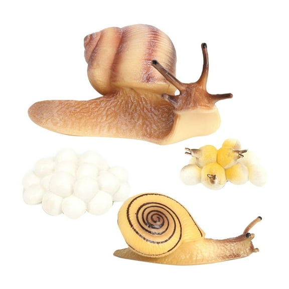 Rushawy Growth Cycle Model Life Cycle of Snail Animal Model Action Figure Photography Props