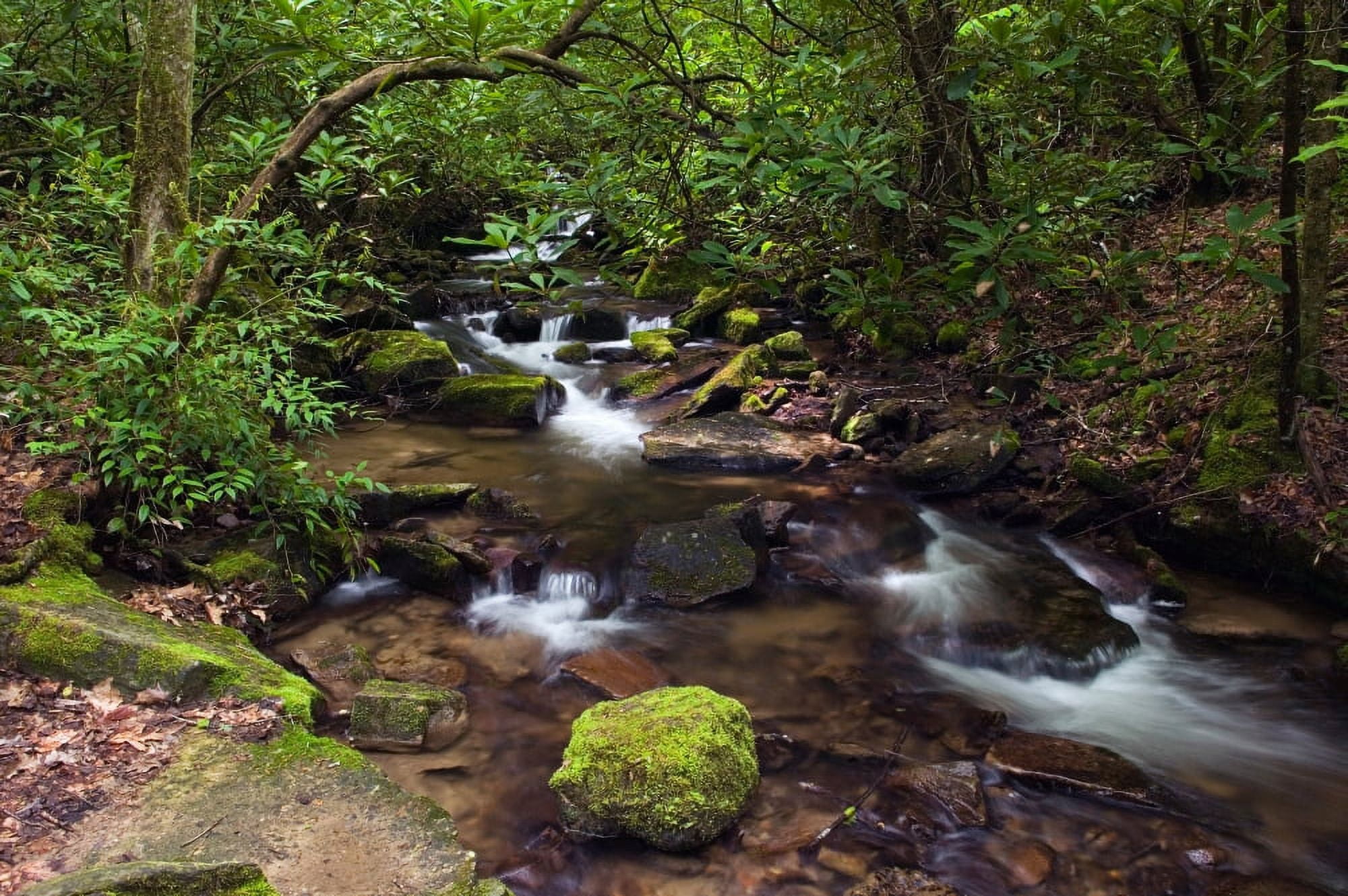 Rushing stream through Appalachian hardwood forest spring Great Smoky Mountains National Park North Carolina USA Canvas Art - Panoramic Images (27 x 9)
