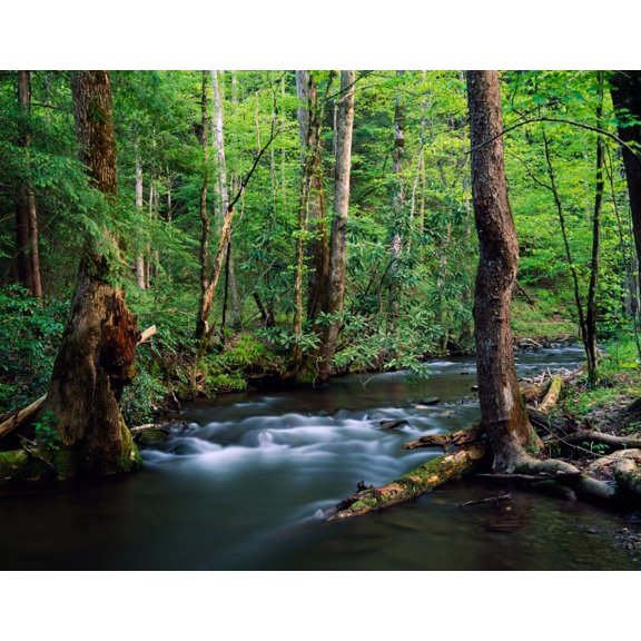 Rushing stream through dense forest, Great Smoky Mountains National Park, Tennessee, USA. Poster Print (12 x 36)