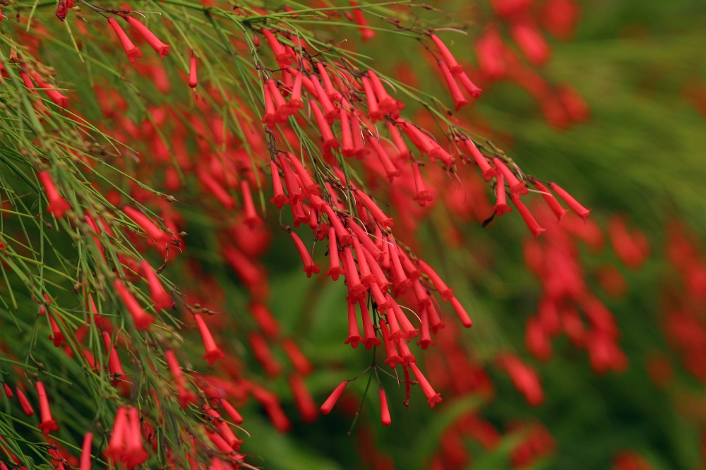 Russelia Equisetiformis Firecracker Plant Canvas Art - Ron Dahlquist Design Pics (18 x 12)