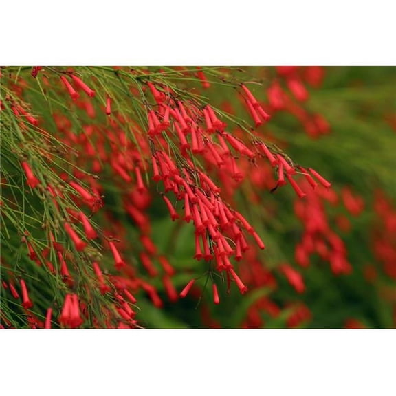 Russelia Equisetiformis Firecracker Plant Poster Print - 18 x 12