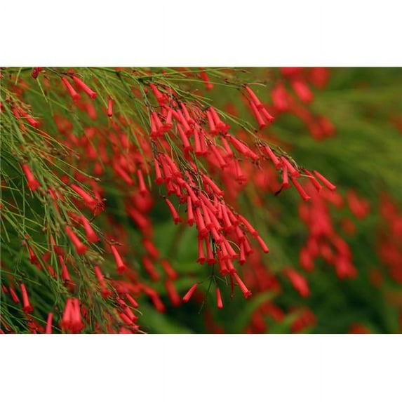Russelia Equisetiformis Firecracker Plant Poster Print