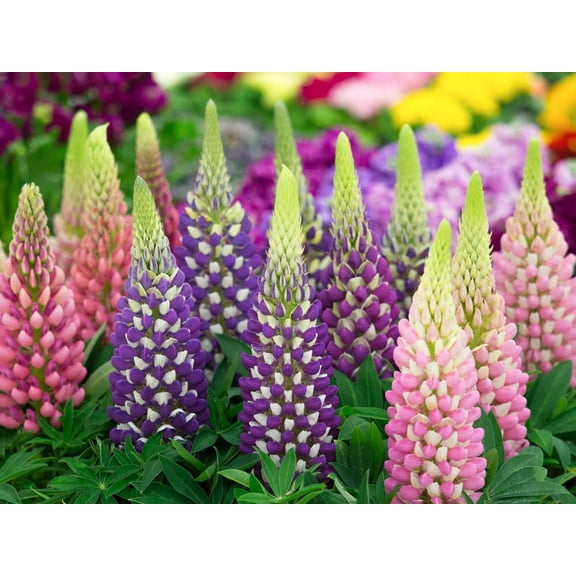 Russell Lupine Flower Seeds - 200+ Seeds - Easy to Grow Wildflower
