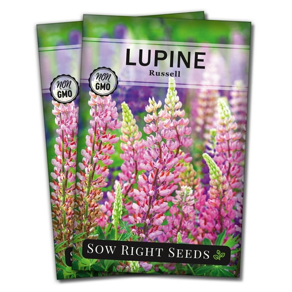 Russell Lupine Seeds - Non GMO Heirloom Varieties for your Flower Garden - 2 Pack