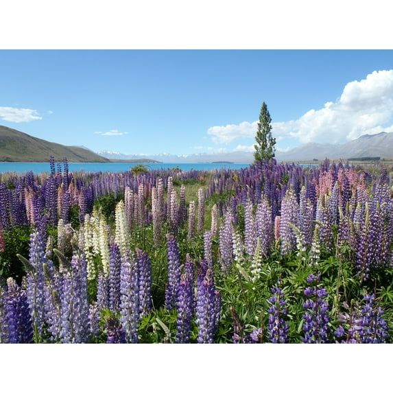 Russell Lupine Seeds/ Perennial/ Full Sun/40 Seeds 1 Gram/ Zellajake Farm and Garden - B143