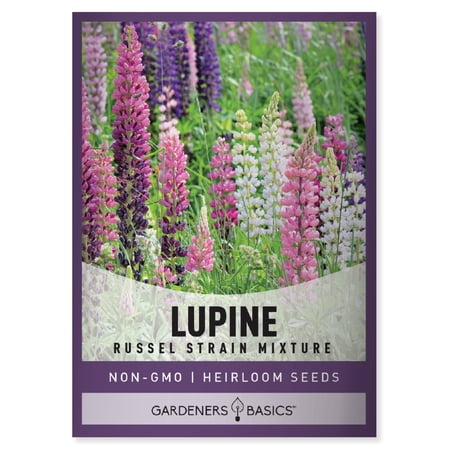 Russell Lupine Seeds