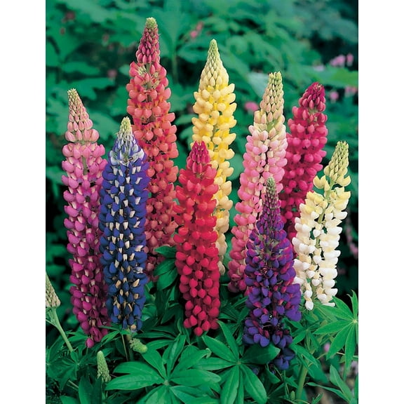 Russell Series Mix Lupine Flower Seeds