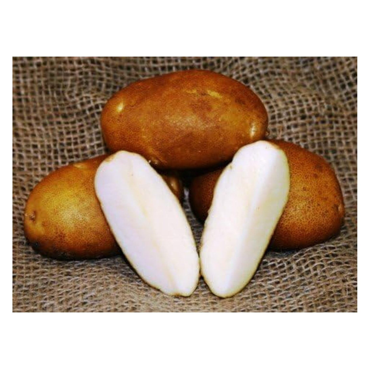 Russet Norkotah Potato Certified Seed 2 lbs. (Tubers)