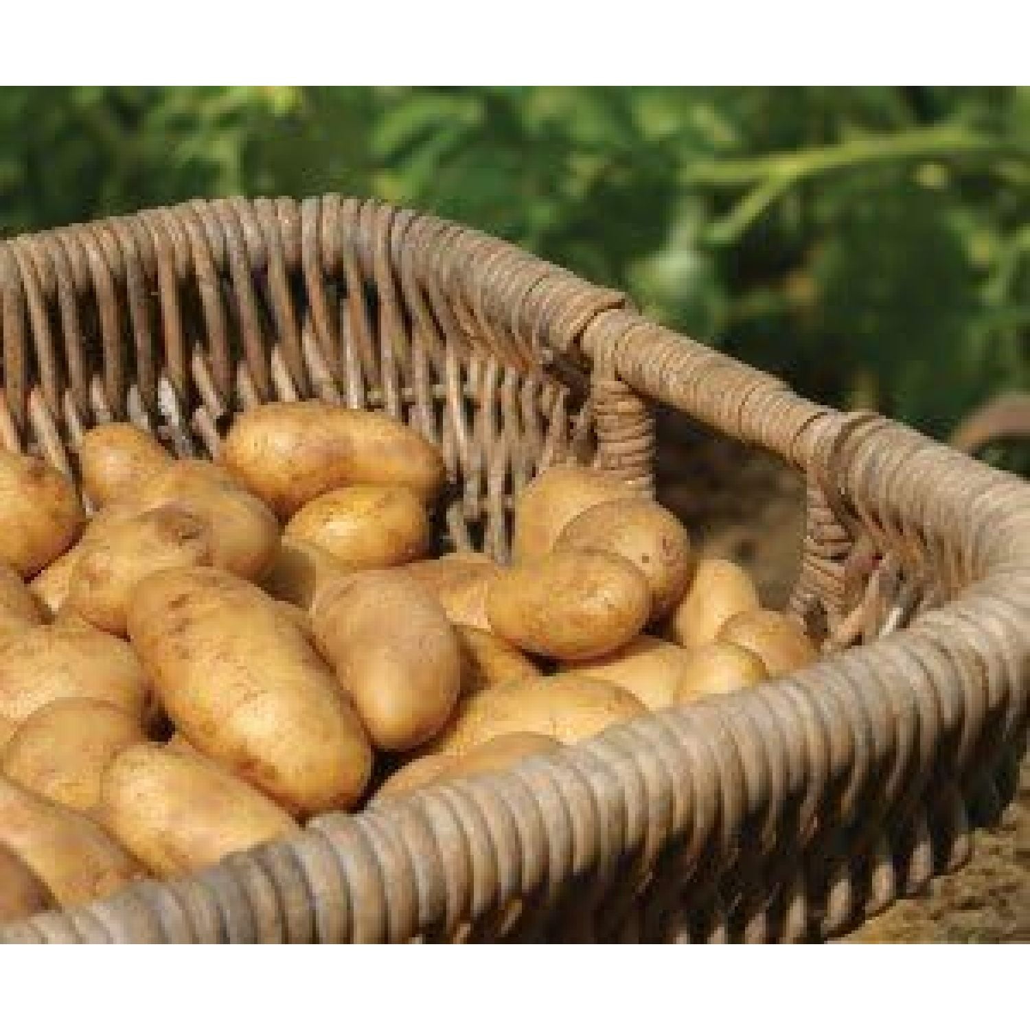 Russet Seed Potatoes NONGMO