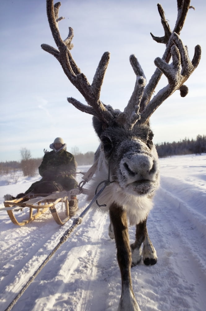 Russia Siberia Reindeer Sledding Trip In Winter Yakutia Canvas Art - Christopher Roberts Design Pics (12 x 19)
