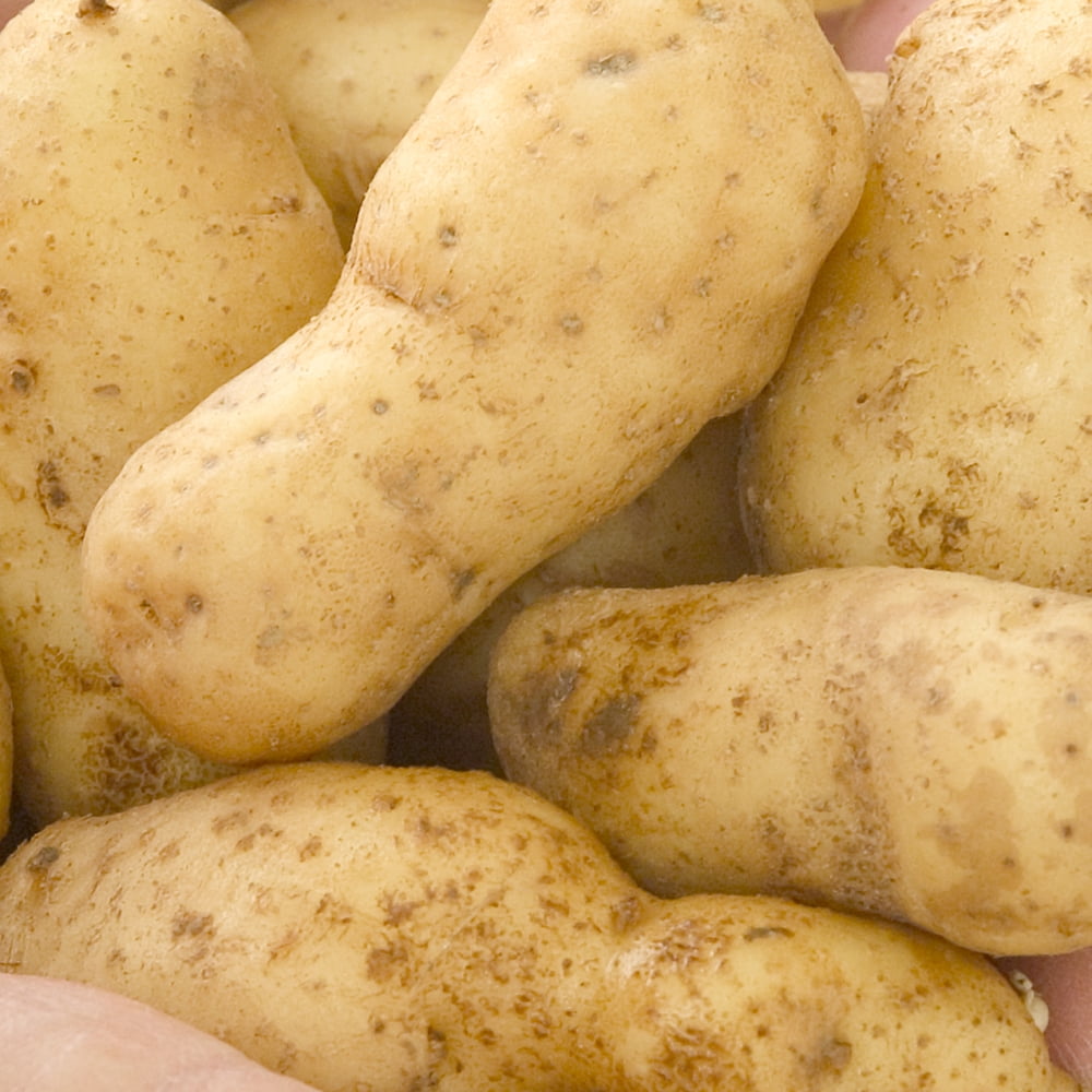 Russian Banana Seed Potatoes, 1 lb bag