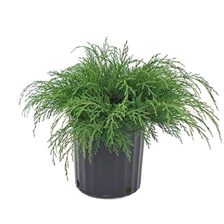 Russian Cypress - Microbiota decussata