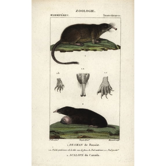 Russian Desman Desmana MoschataA Poster Print By ?? Florilegius Mary Evans