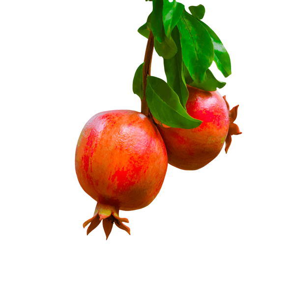 Russian Pomegranate Tree – Cold Hardy Fruit Tree with Sweet Red Pomegranates