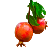 Russian Pomegranate Tree   Cold Hardy Fruit Tree with Sweet Red Pomegranates