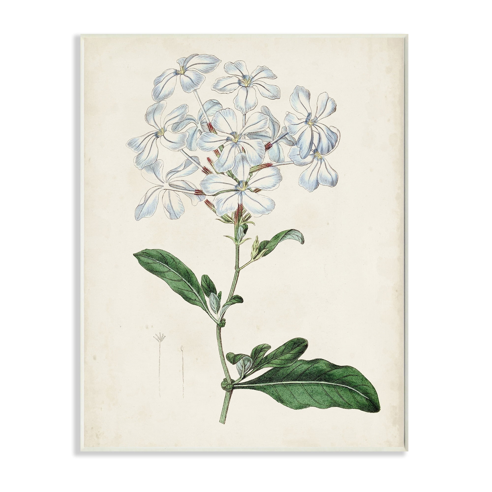 Rustic Garden Floral Study Charming White Blossoms 10 in x 15 in Framed Painting Art Print, by Stupell Home Décor